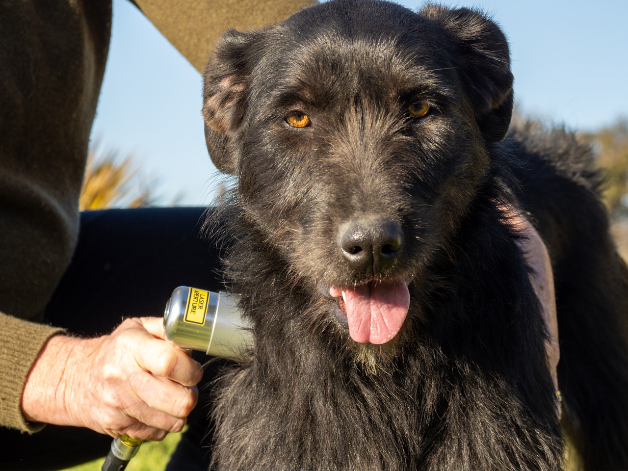 Canine Laser Therapy Cromwell