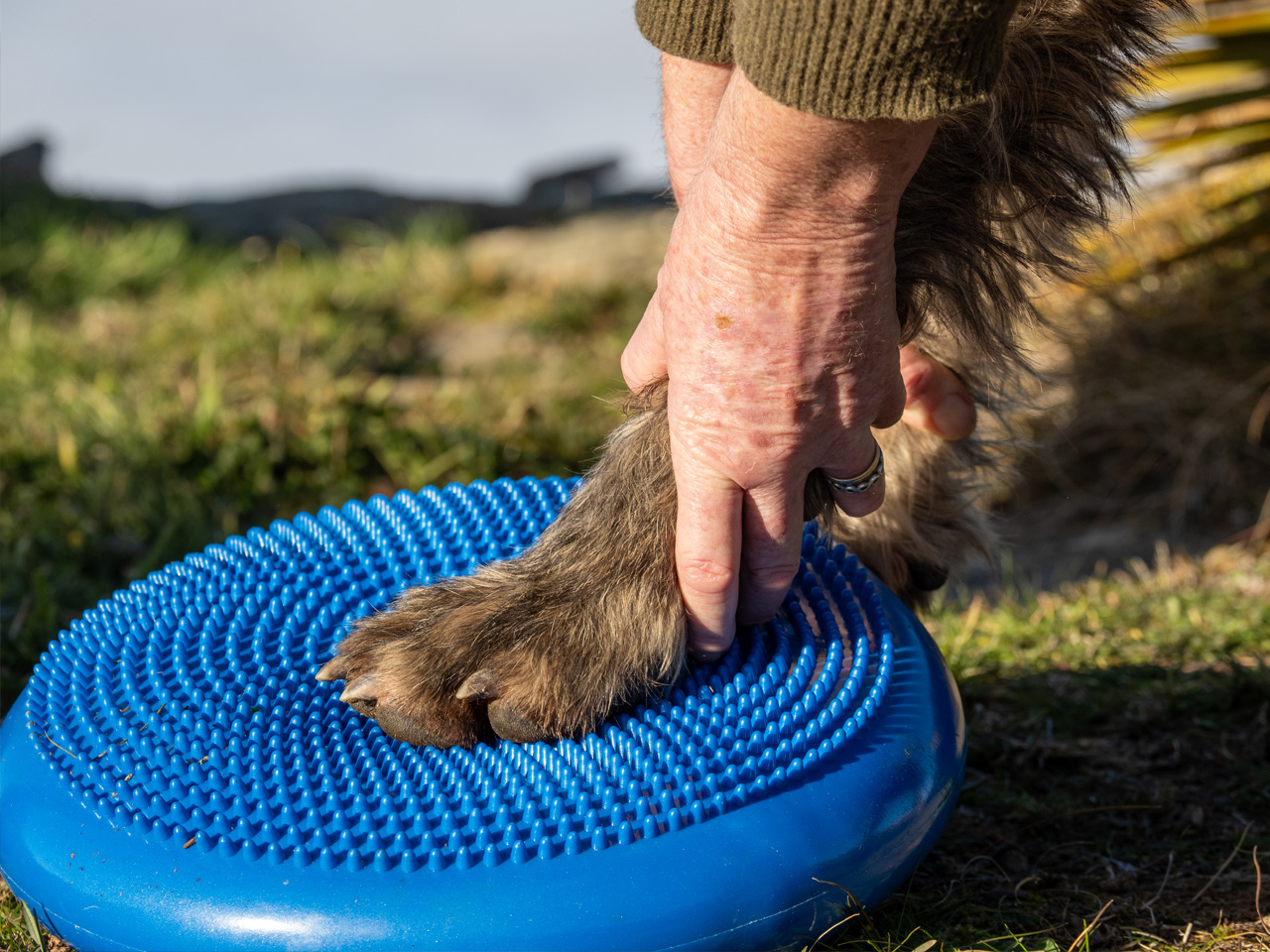 Canine Rehab balance