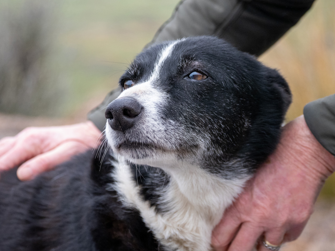 Cromwell Canine Bowen Therapy