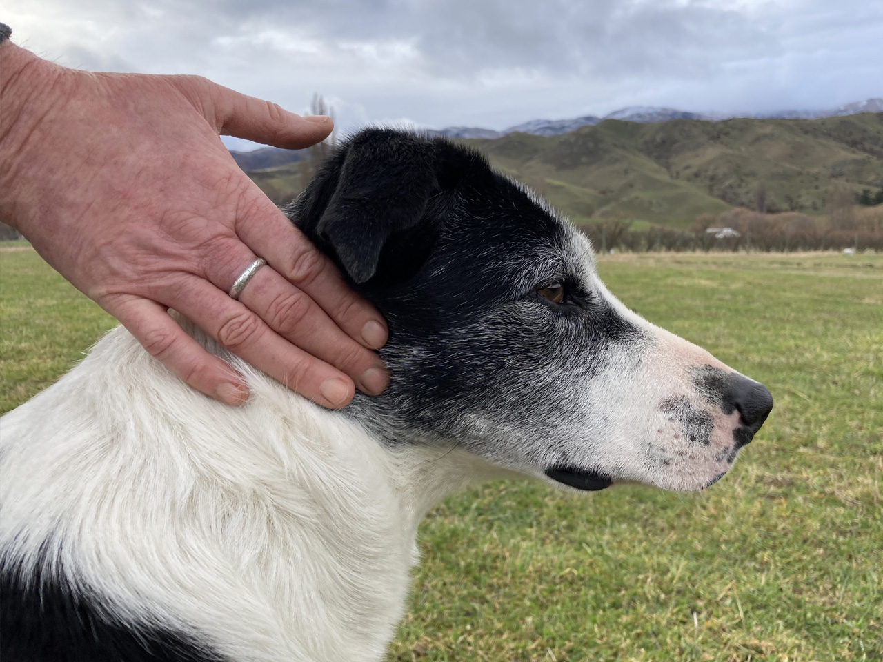 Cromwell Canine Rehab