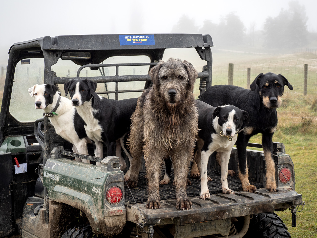 Rehab for working dogs