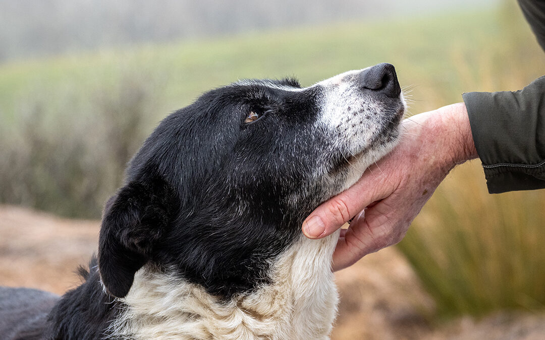 Managing arthritis in your dog